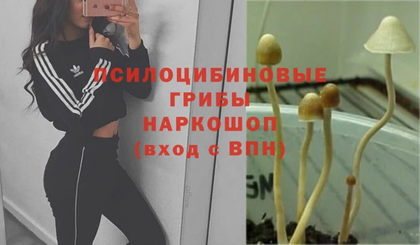прущие грибы Арсеньев